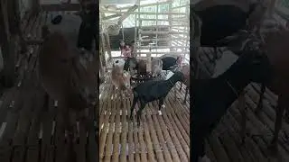 May panibagong buntis sa mga alagang kambing @primofarm