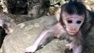 Cute baby monkey Julina walk far from Jade. Pigtail love kiss Julina, Baby stronger.