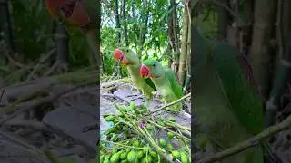 This is how parrots eat fruit from trees 😱 #minivlog #vlog #banglavlog #blog