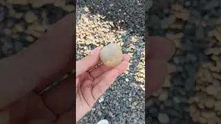Stone 14 #beach #seastone #naturestone #rockhounding #asmr #searocks #asmrsounds #stone