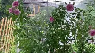 Spirit of Freedom Rose in Bangkok 2021 June