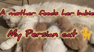 A glimpse Into My Cat's New Journey 😊