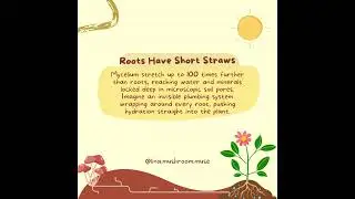 Nature&rsquo;s Hidden Plumbing #linamushroommuse   #watercrisis   #climatesolutions