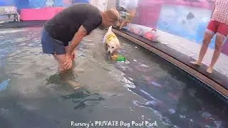 Winter swim day for former street dogs Cruz & Champ #rummysbeachclub #streetdogs