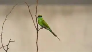 The bee eaters passerine birds