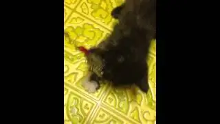 Kitten growl