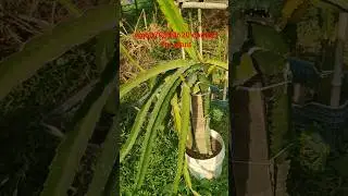 New variety Dragon fruit plant #shorts #viralvideo #dragonfruitplant #tatasierra2025 #farming