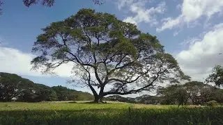 MILIEUX - MGA NAGSASALITANG DAKO