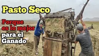 Pasto Seco porque es lo mejor para el ganado, ventajas y desventajas