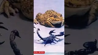 A Bull Frog Eating 3 Big Black Scorpions #shorts #tiktok #anime #feeding