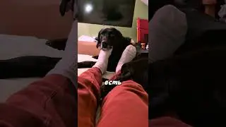 Ради него он готов на всё 😊