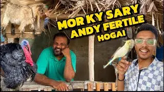 MASHALLAH MOR KY SARY ANDY FERTILE HY II TURKEY BIRD KA DANCE II MILO KI SHARARTAY 🤭#petsvlog