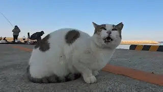 🎣釣り人の後ろで待機中の猫ちゃん、暇すぎてずっとお喋りしてるんだが…😂🐱