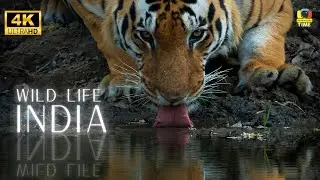 Wild Life in India 4K : Wild Life in India A wildlife safari in India 4K | Cinematic video