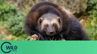 Animal Explorer: The Wolverine | Wild Central | Famigo North America