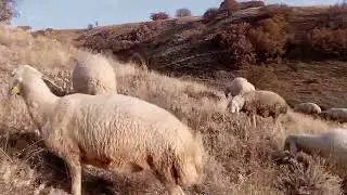 Kangal sheep may not adapt to every region.