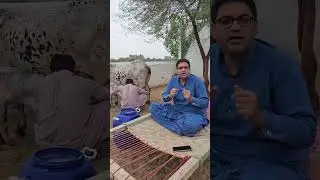 Best milk cholistani cow