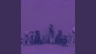 Resting Puppies - Feelings