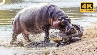 Hippos: The Most DANGEROUS Animals In Africa | 4K Animal Documentary