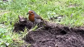 Robin #bird #birdslover #robin #robinbird #worms #garden