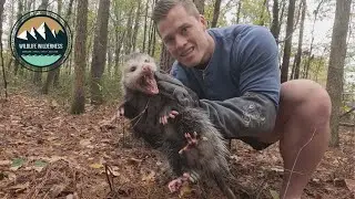 Humane Trap Catches Possum