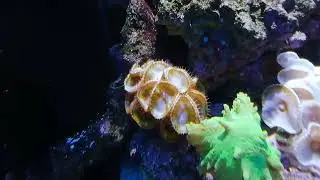 Palythoa Grandis