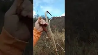 Survival tip -cattails