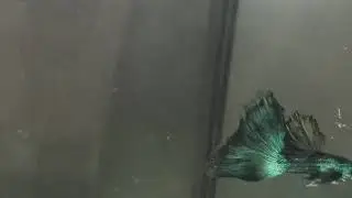 Green Moscow Guppy Normal Gred (Malaysia)