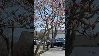 Цветущая магнолия и первая зелень 🌿 #massachussets #boston #прогулка #океан #магнолия
