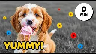 Cavapoo Puppy Eats Ice Cream!
