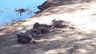 4K - Gosling Sleeping Beauties - Cute Gosling