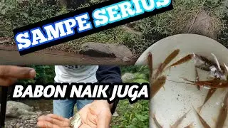 MANCING WEDER l BABON NAIK JUGA ❗!!sampe serius #mancing  #benter #hampala #nilembabon #ikan
