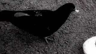 FROGTOWN - The pond // live from B13