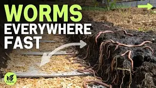 I Covered My Garden Walkways—And Worms Took Over Everything!