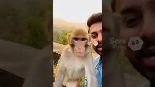 &ldquo;Bandar Ka Attitude Overload 😎🐒&rdquo;#shorts