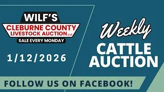 1/12/2026 - Cattle Auction - Wilf's Cleburne County Livestock Auction