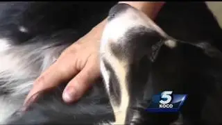 Oklahoma City dog, Angel, a hero after saving children