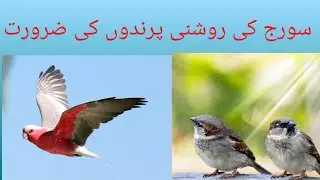 Sunlight for Birds ||HAFIZ BIRDS Gujrat 