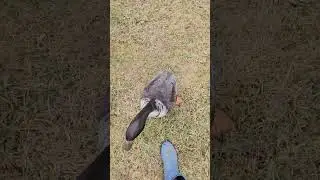 Por favor subscribanse a mi canal,    🙏💗🦆🐣🐔🐓🐥