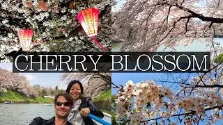 Japan Cherry Blossom: Everything you Need to Know | FULL Planning Guide