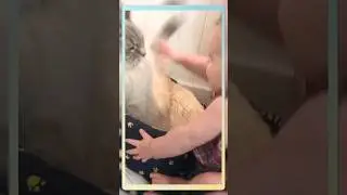 Cat vs Baby Chaos! 😂🐱👶#CatVsBaby #funnypets  #viralshorts  #fyp  #trynottolaugh #fails
