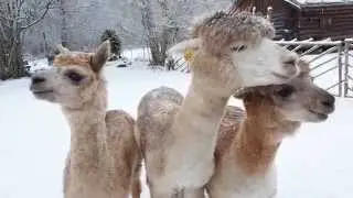 Alpacas eating carrots