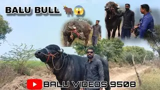 Balu bull 🐂 masti 🤪👀😂😱