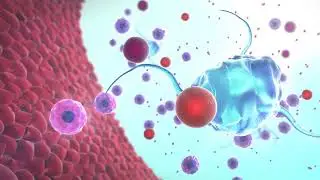 Dendritic Cell & T Cell Cross Talk