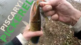 PISCARY - Preemptively - PICKING - Plush - POLISH - Pickerel - PISCARY