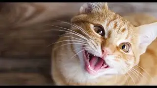Cute cat saying 