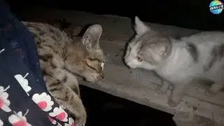 Hungry Motherless Kittens Meowing Loudly for Food | Feral Kitten Rescue & Feeding