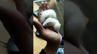 WHITE RAT #white #mice #rat #albino #rat #biology#dr #3d #animation #3danimation #hd