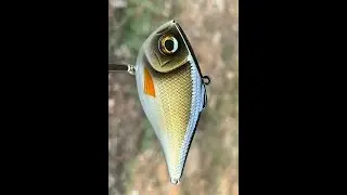 Do you have a golden shiner like this?  You need one.