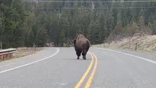 Yellowstone East entrance wildlife